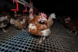 Hen in free-range shed - Part of the 2025 Eggs Uncaged investigation of Victorian free-range and cage free egg farms.

South Gippsland Eggs is a free range egg farm in Devon Meadows, 50km from Melbourne. With a philosophy of 'happy, healthy hens lay the most delicious & wholesome eggs,' the farm has made a name for itself in the local community for offering an ethical alternative to caged eggs.

However, the scenes that greeted investigators when they entered the sheds on the property, told a different story. Thousands of hens are packed into long sheds, forced to stand on slatted metal floors. Without even perches to get off the ground, hens will huddle tightly together on the filthy floor, while their waste falls through to pits underneath the sheds.

Like on other farms, hens were found with missing feathers and wounds indicating feather pecking due to overcrowding. Dead hens lay among the living, including one who had become crushed by the door of the nesting box. Even with access to the outdoors each day, hens were found to be laying soft, jelly-like eggs, indicating calcium deficiency. 

South Gippsland Eggs supplies to stores across Victoria using images and branding promising quality, free range eggs. It is owned and operated by second-generation egg farmer Gina Magias Abraham.
 - Captured at South Gippsland Eggs, Devon Meadows VIC Australia.