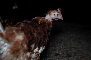 Hen with missing feathers on neck - Part of the 2025 Eggs Uncaged investigation of Victorian free-range and cage free egg farms.

South Gippsland Eggs is a free range egg farm in Devon Meadows, 50km from Melbourne. With a philosophy of 'happy, healthy hens lay the most delicious & wholesome eggs,' the farm has made a name for itself in the local community for offering an ethical alternative to caged eggs.

However, the scenes that greeted investigators when they entered the sheds on the property, told a different story. Thousands of hens are packed into long sheds, forced to stand on slatted metal floors. Without even perches to get off the ground, hens will huddle tightly together on the filthy floor, while their waste falls through to pits underneath the sheds.

Like on other farms, hens were found with missing feathers and wounds indicating feather pecking due to overcrowding. Dead hens lay among the living, including one who had become crushed by the door of the nesting box. Even with access to the outdoors each day, hens were found to be laying soft, jelly-like eggs, indicating calcium deficiency. 

South Gippsland Eggs supplies to stores across Victoria using images and branding promising quality, free range eggs. It is owned and operated by second-generation egg farmer Gina Magias Abraham.
 - Captured at South Gippsland Eggs, Devon Meadows VIC Australia.
