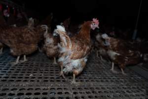 Free-range eggs investigation 2025 - Part of the 2025 Eggs Uncaged investigation of Victorian free-range and cage free egg farms.

South Gippsland Eggs is a free range egg farm in Devon Meadows, 50km from Melbourne. With a philosophy of 'happy, healthy hens lay the most delicious & wholesome eggs,' the farm has made a name for itself in the local community for offering an ethical alternative to caged eggs.

However, the scenes that greeted investigators when they entered the sheds on the property, told a different story. Thousands of hens are packed into long sheds, forced to stand on slatted metal floors. Without even perches to get off the ground, hens will huddle tightly together on the filthy floor, while their waste falls through to pits underneath the sheds.

Like on other farms, hens were found with missing feathers and wounds indicating feather pecking due to overcrowding. Dead hens lay among the living, including one who had become crushed by the door of the nesting box. Even with access to the outdoors each day, hens were found to be laying soft, jelly-like eggs, indicating calcium deficiency. 

South Gippsland Eggs supplies to stores across Victoria using images and branding promising quality, free range eggs. It is owned and operated by second-generation egg farmer Gina Magias Abraham.
 - Captured at South Gippsland Eggs, Devon Meadows VIC Australia.