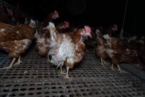 Free-range eggs investigation 2025 - Part of the 2025 Eggs Uncaged investigation of Victorian free-range and cage free egg farms.

South Gippsland Eggs is a free range egg farm in Devon Meadows, 50km from Melbourne. With a philosophy of 'happy, healthy hens lay the most delicious & wholesome eggs,' the farm has made a name for itself in the local community for offering an ethical alternative to caged eggs.

However, the scenes that greeted investigators when they entered the sheds on the property, told a different story. Thousands of hens are packed into long sheds, forced to stand on slatted metal floors. Without even perches to get off the ground, hens will huddle tightly together on the filthy floor, while their waste falls through to pits underneath the sheds.

Like on other farms, hens were found with missing feathers and wounds indicating feather pecking due to overcrowding. Dead hens lay among the living, including one who had become crushed by the door of the nesting box. Even with access to the outdoors each day, hens were found to be laying soft, jelly-like eggs, indicating calcium deficiency. 

South Gippsland Eggs supplies to stores across Victoria using images and branding promising quality, free range eggs. It is owned and operated by second-generation egg farmer Gina Magias Abraham.
 - Captured at South Gippsland Eggs, Devon Meadows VIC Australia.