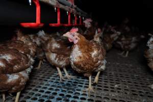 Hen with missing feathers from neck - Part of the 2025 Eggs Uncaged investigation of Victorian free-range and cage free egg farms.

South Gippsland Eggs is a free range egg farm in Devon Meadows, 50km from Melbourne. With a philosophy of 'happy, healthy hens lay the most delicious & wholesome eggs,' the farm has made a name for itself in the local community for offering an ethical alternative to caged eggs.

However, the scenes that greeted investigators when they entered the sheds on the property, told a different story. Thousands of hens are packed into long sheds, forced to stand on slatted metal floors. Without even perches to get off the ground, hens will huddle tightly together on the filthy floor, while their waste falls through to pits underneath the sheds.

Like on other farms, hens were found with missing feathers and wounds indicating feather pecking due to overcrowding. Dead hens lay among the living, including one who had become crushed by the door of the nesting box. Even with access to the outdoors each day, hens were found to be laying soft, jelly-like eggs, indicating calcium deficiency. 

South Gippsland Eggs supplies to stores across Victoria using images and branding promising quality, free range eggs. It is owned and operated by second-generation egg farmer Gina Magias Abraham.
 - Captured at South Gippsland Eggs, Devon Meadows VIC Australia.