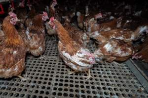 Hen with missing feathers - Part of the 2025 Eggs Uncaged investigation of Victorian free-range and cage free egg farms.

South Gippsland Eggs is a free range egg farm in Devon Meadows, 50km from Melbourne. With a philosophy of 'happy, healthy hens lay the most delicious & wholesome eggs,' the farm has made a name for itself in the local community for offering an ethical alternative to caged eggs.

However, the scenes that greeted investigators when they entered the sheds on the property, told a different story. Thousands of hens are packed into long sheds, forced to stand on slatted metal floors. Without even perches to get off the ground, hens will huddle tightly together on the filthy floor, while their waste falls through to pits underneath the sheds.

Like on other farms, hens were found with missing feathers and wounds indicating feather pecking due to overcrowding. Dead hens lay among the living, including one who had become crushed by the door of the nesting box. Even with access to the outdoors each day, hens were found to be laying soft, jelly-like eggs, indicating calcium deficiency. 

South Gippsland Eggs supplies to stores across Victoria using images and branding promising quality, free range eggs. It is owned and operated by second-generation egg farmer Gina Magias Abraham.
 - Captured at South Gippsland Eggs, Devon Meadows VIC Australia.