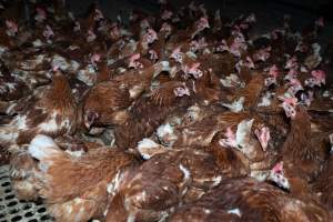 Hens in free-range shed - Part of the 2025 Eggs Uncaged investigation of Victorian free-range and cage free egg farms.

South Gippsland Eggs is a free range egg farm in Devon Meadows, 50km from Melbourne. With a philosophy of 'happy, healthy hens lay the most delicious & wholesome eggs,' the farm has made a name for itself in the local community for offering an ethical alternative to caged eggs.

However, the scenes that greeted investigators when they entered the sheds on the property, told a different story. Thousands of hens are packed into long sheds, forced to stand on slatted metal floors. Without even perches to get off the ground, hens will huddle tightly together on the filthy floor, while their waste falls through to pits underneath the sheds.

Like on other farms, hens were found with missing feathers and wounds indicating feather pecking due to overcrowding. Dead hens lay among the living, including one who had become crushed by the door of the nesting box. Even with access to the outdoors each day, hens were found to be laying soft, jelly-like eggs, indicating calcium deficiency. 

South Gippsland Eggs supplies to stores across Victoria using images and branding promising quality, free range eggs. It is owned and operated by second-generation egg farmer Gina Magias Abraham.
 - Captured at South Gippsland Eggs, Devon Meadows VIC Australia.
