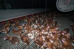 Hens in free-range shed - Part of the 2025 Eggs Uncaged investigation of Victorian free-range and cage free egg farms.

South Gippsland Eggs is a free range egg farm in Devon Meadows, 50km from Melbourne. With a philosophy of 'happy, healthy hens lay the most delicious & wholesome eggs,' the farm has made a name for itself in the local community for offering an ethical alternative to caged eggs.

However, the scenes that greeted investigators when they entered the sheds on the property, told a different story. Thousands of hens are packed into long sheds, forced to stand on slatted metal floors. Without even perches to get off the ground, hens will huddle tightly together on the filthy floor, while their waste falls through to pits underneath the sheds.

Like on other farms, hens were found with missing feathers and wounds indicating feather pecking due to overcrowding. Dead hens lay among the living, including one who had become crushed by the door of the nesting box. Even with access to the outdoors each day, hens were found to be laying soft, jelly-like eggs, indicating calcium deficiency. 

South Gippsland Eggs supplies to stores across Victoria using images and branding promising quality, free range eggs. It is owned and operated by second-generation egg farmer Gina Magias Abraham.
 - Captured at South Gippsland Eggs, Devon Meadows VIC Australia.