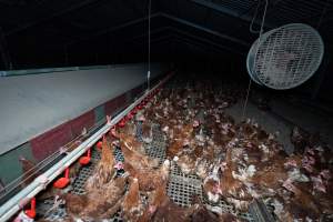 Hens in free-range shed - Part of the 2025 Eggs Uncaged investigation of Victorian free-range and cage free egg farms.

South Gippsland Eggs is a free range egg farm in Devon Meadows, 50km from Melbourne. With a philosophy of 'happy, healthy hens lay the most delicious & wholesome eggs,' the farm has made a name for itself in the local community for offering an ethical alternative to caged eggs.

However, the scenes that greeted investigators when they entered the sheds on the property, told a different story. Thousands of hens are packed into long sheds, forced to stand on slatted metal floors. Without even perches to get off the ground, hens will huddle tightly together on the filthy floor, while their waste falls through to pits underneath the sheds.

Like on other farms, hens were found with missing feathers and wounds indicating feather pecking due to overcrowding. Dead hens lay among the living, including one who had become crushed by the door of the nesting box. Even with access to the outdoors each day, hens were found to be laying soft, jelly-like eggs, indicating calcium deficiency. 

South Gippsland Eggs supplies to stores across Victoria using images and branding promising quality, free range eggs. It is owned and operated by second-generation egg farmer Gina Magias Abraham.
 - Captured at South Gippsland Eggs, Devon Meadows VIC Australia.