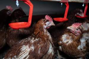 Hen with injured eye - Part of the 2025 Eggs Uncaged investigation of Victorian free-range and cage free egg farms.
South Gippsland Eggs is a free range egg farm in Devon Meadows, 50km from Melbourne. With a philosophy of 'happy, healthy hens lay the most delicious & wholesome eggs,' the farm has made a name for itself in the local community for offering an ethical alternative to caged eggs.
However, the scenes that greeted investigators when they entered the sheds on the property, told a different story. Thousands of hens are packed into long sheds, forced to stand on slatted metal floors. Without even perches to get off the ground, hens will huddle tightly together on the filthy floor, while their waste falls through to pits underneath the sheds.
Like on other farms, hens were found with missing feathers and wounds indicating feather pecking due to overcrowding. Dead hens lay among the living, including one who had become crushed by the door of the nesting box. Even with access to the outdoors each day, hens were found to be laying soft, jelly-like eggs, indicating calcium deficiency.
South Gippsland Eggs supplies to stores across Victoria using images and branding promising quality, free range eggs. It is owned and operated by second-generation egg farmer Gina Magias Abraham.
- Captured at South Gippsland Eggs, Devon Meadows VIC Australia.