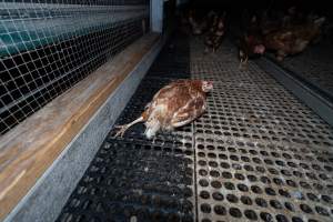 Hen with injured leg - Part of the 2025 Eggs Uncaged investigation of Victorian free-range and cage free egg farms.
South Gippsland Eggs is a free range egg farm in Devon Meadows, 50km from Melbourne. With a philosophy of 'happy, healthy hens lay the most delicious & wholesome eggs,' the farm has made a name for itself in the local community for offering an ethical alternative to caged eggs.
However, the scenes that greeted investigators when they entered the sheds on the property, told a different story. Thousands of hens are packed into long sheds, forced to stand on slatted metal floors. Without even perches to get off the ground, hens will huddle tightly together on the filthy floor, while their waste falls through to pits underneath the sheds.
Like on other farms, hens were found with missing feathers and wounds indicating feather pecking due to overcrowding. Dead hens lay among the living, including one who had become crushed by the door of the nesting box. Even with access to the outdoors each day, hens were found to be laying soft, jelly-like eggs, indicating calcium deficiency.
South Gippsland Eggs supplies to stores across Victoria using images and branding promising quality, free range eggs. It is owned and operated by second-generation egg farmer Gina Magias Abraham.
- Captured at South Gippsland Eggs, Devon Meadows VIC Australia.