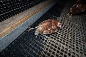 Hen with injured leg - Part of the 2025 Eggs Uncaged investigation of Victorian free-range and cage free egg farms.

South Gippsland Eggs is a free range egg farm in Devon Meadows, 50km from Melbourne. With a philosophy of 'happy, healthy hens lay the most delicious & wholesome eggs,' the farm has made a name for itself in the local community for offering an ethical alternative to caged eggs.

However, the scenes that greeted investigators when they entered the sheds on the property, told a different story. Thousands of hens are packed into long sheds, forced to stand on slatted metal floors. Without even perches to get off the ground, hens will huddle tightly together on the filthy floor, while their waste falls through to pits underneath the sheds.

Like on other farms, hens were found with missing feathers and wounds indicating feather pecking due to overcrowding. Dead hens lay among the living, including one who had become crushed by the door of the nesting box. Even with access to the outdoors each day, hens were found to be laying soft, jelly-like eggs, indicating calcium deficiency. 

South Gippsland Eggs supplies to stores across Victoria using images and branding promising quality, free range eggs. It is owned and operated by second-generation egg farmer Gina Magias Abraham.
 - Captured at South Gippsland Eggs, Devon Meadows VIC Australia.