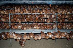 Hens in free-range shed - Farm Pride supplies free range and cage free eggs to major supermarkets under their own brand and is also a supplier for Coles brand free range eggs. Their Bears Lagoon farm supplies free range eggs from a system described by The Age as 'intensive free-range farming.'

In these sheds tens of thousands of birds struggle for space in filthy sheds. Hens showed evidence of reproductive illnesses and feather pecking, including missing feathers from their wings and necks. One chicken was filmed with a twisted, deformed leg, while others showed clear signs of being bullied by being pecked by other chickens.

On this farm investigators entered an empty shed where hens had been 'depopulated,' to be taken to slaughter. Two chickens had been left behind and were found huddled in the empty stacks, missing almost all of the feathers from their backs and necks. In another shed hens were found to be laying jelly-like, soft shelled eggs, an indication of nutrition deficiencies and stress. Hens would fight to eat these eggs, a valuable source of calcium in their otherwise deprived diets. - Captured at Farm Pride Bears Lagoon - Site 2, Bears Lagoon VIC Australia.