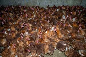Hens crowded around 'pop holes' in free-range sheds. - Farm Pride supplies free range and cage free eggs to major supermarkets under their own brand and is also a supplier for Coles brand free range eggs. Their Bears Lagoon farm supplies free range eggs from a system described by The Age as 'intensive free-range farming.'

In these sheds tens of thousands of birds struggle for space in filthy sheds. Hens showed evidence of reproductive illnesses and feather pecking, including missing feathers from their wings and necks. One chicken was filmed with a twisted, deformed leg, while others showed clear signs of being bullied by being pecked by other chickens.

On this farm investigators entered an empty shed where hens had been 'depopulated,' to be taken to slaughter. Two chickens had been left behind and were found huddled in the empty stacks, missing almost all of the feathers from their backs and necks. In another shed hens were found to be laying jelly-like, soft shelled eggs, an indication of nutrition deficiencies and stress. Hens would fight to eat these eggs, a valuable source of calcium in their otherwise deprived diets. 


 - Captured at Farm Pride Bears Lagoon - Site 2, Bears Lagoon VIC Australia.