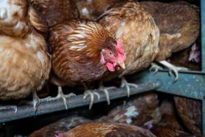 Free-Range Eggs Investigation 2025 - Farm Pride supplies free range and cage free eggs to major supermarkets under their own brand and is also a supplier for Coles brand free range eggs. Their Bears Lagoon farm supplies free range eggs from a system described by The Age as 'intensive free-range farming.'

In these sheds tens of thousands of birds struggle for space in filthy sheds. Hens showed evidence of reproductive illnesses and feather pecking, including missing feathers from their wings and necks. One chicken was filmed with a twisted, deformed leg, while others showed clear signs of being bullied by being pecked by other chickens.

On this farm investigators entered an empty shed where hens had been 'depopulated,' to be taken to slaughter. Two chickens had been left behind and were found huddled in the empty stacks, missing almost all of the feathers from their backs and necks. In another shed hens were found to be laying jelly-like, soft shelled eggs, an indication of nutrition deficiencies and stress. Hens would fight to eat these eggs, a valuable source of calcium in their otherwise deprived diets. 


 - Captured at Farm Pride Bears Lagoon - Site 2, Bears Lagoon VIC Australia.