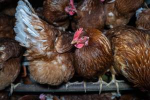 Free-Range Eggs Investigation 2025 - Farm Pride supplies free range and cage free eggs to major supermarkets under their own brand and is also a supplier for Coles brand free range eggs. Their Bears Lagoon farm supplies free range eggs from a system described by The Age as 'intensive free-range farming.'

In these sheds tens of thousands of birds struggle for space in filthy sheds. Hens showed evidence of reproductive illnesses and feather pecking, including missing feathers from their wings and necks. One chicken was filmed with a twisted, deformed leg, while others showed clear signs of being bullied by being pecked by other chickens.

On this farm investigators entered an empty shed where hens had been 'depopulated,' to be taken to slaughter. Two chickens had been left behind and were found huddled in the empty stacks, missing almost all of the feathers from their backs and necks. In another shed hens were found to be laying jelly-like, soft shelled eggs, an indication of nutrition deficiencies and stress. Hens would fight to eat these eggs, a valuable source of calcium in their otherwise deprived diets. 


 - Captured at Farm Pride Bears Lagoon - Site 2, Bears Lagoon VIC Australia.