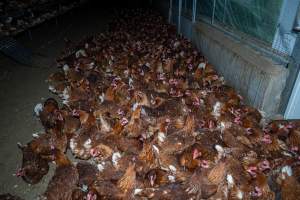 Hens crowded around 'pop holes' in free-range sheds. - Farm Pride supplies free range and cage free eggs to major supermarkets under their own brand and is also a supplier for Coles brand free range eggs. Their Bears Lagoon farm supplies free range eggs from a system described by The Age as 'intensive free-range farming.'

In these sheds tens of thousands of birds struggle for space in filthy sheds. Hens showed evidence of reproductive illnesses and feather pecking, including missing feathers from their wings and necks. One chicken was filmed with a twisted, deformed leg, while others showed clear signs of being bullied by being pecked by other chickens.

On this farm investigators entered an empty shed where hens had been 'depopulated,' to be taken to slaughter. Two chickens had been left behind and were found huddled in the empty stacks, missing almost all of the feathers from their backs and necks. In another shed hens were found to be laying jelly-like, soft shelled eggs, an indication of nutrition deficiencies and stress. Hens would fight to eat these eggs, a valuable source of calcium in their otherwise deprived diets. 


 - Captured at Farm Pride Bears Lagoon - Site 2, Bears Lagoon VIC Australia.