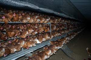 Hens on perches in free-range shed - Farm Pride supplies free range and cage free eggs to major supermarkets under their own brand and is also a supplier for Coles brand free range eggs. Their Bears Lagoon farm supplies free range eggs from a system described by The Age as 'intensive free-range farming.'

In these sheds tens of thousands of birds struggle for space in filthy sheds. Hens showed evidence of reproductive illnesses and feather pecking, including missing feathers from their wings and necks. One chicken was filmed with a twisted, deformed leg, while others showed clear signs of being bullied by being pecked by other chickens.

On this farm investigators entered an empty shed where hens had been 'depopulated,' to be taken to slaughter. Two chickens had been left behind and were found huddled in the empty stacks, missing almost all of the feathers from their backs and necks. In another shed hens were found to be laying jelly-like, soft shelled eggs, an indication of nutrition deficiencies and stress. Hens would fight to eat these eggs, a valuable source of calcium in their otherwise deprived diets. 


 - Captured at Farm Pride Bears Lagoon - Site 2, Bears Lagoon VIC Australia.
