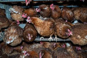 Free-Range Eggs Investigation 2025 - Farm Pride supplies free range and cage free eggs to major supermarkets under their own brand and is also a supplier for Coles brand free range eggs. Their Bears Lagoon farm supplies free range eggs from a system described by The Age as 'intensive free-range farming.'

In these sheds tens of thousands of birds struggle for space in filthy sheds. Hens showed evidence of reproductive illnesses and feather pecking, including missing feathers from their wings and necks. One chicken was filmed with a twisted, deformed leg, while others showed clear signs of being bullied by being pecked by other chickens.

On this farm investigators entered an empty shed where hens had been 'depopulated,' to be taken to slaughter. Two chickens had been left behind and were found huddled in the empty stacks, missing almost all of the feathers from their backs and necks. In another shed hens were found to be laying jelly-like, soft shelled eggs, an indication of nutrition deficiencies and stress. Hens would fight to eat these eggs, a valuable source of calcium in their otherwise deprived diets. 


 - Captured at Farm Pride Bears Lagoon - Site 2, Bears Lagoon VIC Australia.