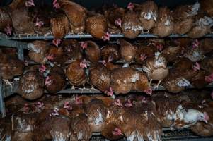 Hens crowded in free-range shed. - Farm Pride supplies free range and cage free eggs to major supermarkets under their own brand and is also a supplier for Coles brand free range eggs. Their Bears Lagoon farm supplies free range eggs from a system described by The Age as 'intensive free-range farming.'
In these sheds tens of thousands of birds struggle for space in filthy sheds. Hens showed evidence of reproductive illnesses and feather pecking, including missing feathers from their wings and necks. One chicken was filmed with a twisted, deformed leg, while others showed clear signs of being bullied by being pecked by other chickens.
On this farm investigators entered an empty shed where hens had been 'depopulated,' to be taken to slaughter. Two chickens had been left behind and were found huddled in the empty stacks, missing almost all of the feathers from their backs and necks. In another shed hens were found to be laying jelly-like, soft shelled eggs, an indication of nutrition deficiencies and stress. Hens would fight to eat these eggs, a valuable source of calcium in their otherwise deprived diets.
- Captured at Farm Pride Bears Lagoon - Site 2, Bears Lagoon VIC Australia.