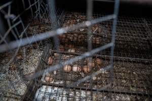 Smashed eggs under stacks - Farm Pride supplies free range and cage free eggs to major supermarkets under their own brand and is also a supplier for Coles brand free range eggs. Their Bears Lagoon farm supplies free range eggs from a system described by The Age as 'intensive free-range farming.'
In these sheds tens of thousands of birds struggle for space in filthy sheds. Hens showed evidence of reproductive illnesses and feather pecking, including missing feathers from their wings and necks. One chicken was filmed with a twisted, deformed leg, while others showed clear signs of being bullied by being pecked by other chickens.
On this farm investigators entered an empty shed where hens had been 'depopulated,' to be taken to slaughter. Two chickens had been left behind and were found huddled in the empty stacks, missing almost all of the feathers from their backs and necks. In another shed hens were found to be laying jelly-like, soft shelled eggs, an indication of nutrition deficiencies and stress. Hens would fight to eat these eggs, a valuable source of calcium in their otherwise deprived diets.
- Captured at Farm Pride Bears Lagoon - Site 2, Bears Lagoon VIC Australia.