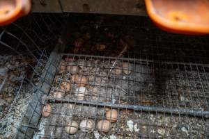Smashed eggs under stacks - Farm Pride supplies free range and cage free eggs to major supermarkets under their own brand and is also a supplier for Coles brand free range eggs. Their Bears Lagoon farm supplies free range eggs from a system described by The Age as 'intensive free-range farming.'
In these sheds tens of thousands of birds struggle for space in filthy sheds. Hens showed evidence of reproductive illnesses and feather pecking, including missing feathers from their wings and necks. One chicken was filmed with a twisted, deformed leg, while others showed clear signs of being bullied by being pecked by other chickens.
On this farm investigators entered an empty shed where hens had been 'depopulated,' to be taken to slaughter. Two chickens had been left behind and were found huddled in the empty stacks, missing almost all of the feathers from their backs and necks. In another shed hens were found to be laying jelly-like, soft shelled eggs, an indication of nutrition deficiencies and stress. Hens would fight to eat these eggs, a valuable source of calcium in their otherwise deprived diets.
- Captured at Farm Pride Bears Lagoon - Site 2, Bears Lagoon VIC Australia.