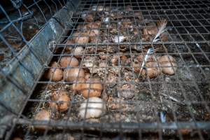 Smashed eggs under stacks - Farm Pride supplies free range and cage free eggs to major supermarkets under their own brand and is also a supplier for Coles brand free range eggs. Their Bears Lagoon farm supplies free range eggs from a system described by The Age as 'intensive free-range farming.'
In these sheds tens of thousands of birds struggle for space in filthy sheds. Hens showed evidence of reproductive illnesses and feather pecking, including missing feathers from their wings and necks. One chicken was filmed with a twisted, deformed leg, while others showed clear signs of being bullied by being pecked by other chickens.
On this farm investigators entered an empty shed where hens had been 'depopulated,' to be taken to slaughter. Two chickens had been left behind and were found huddled in the empty stacks, missing almost all of the feathers from their backs and necks. In another shed hens were found to be laying jelly-like, soft shelled eggs, an indication of nutrition deficiencies and stress. Hens would fight to eat these eggs, a valuable source of calcium in their otherwise deprived diets.
- Captured at Farm Pride Bears Lagoon - Site 2, Bears Lagoon VIC Australia.