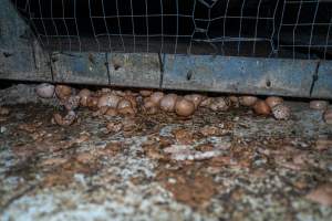 Smashed eggs under stacks - Farm Pride supplies free range and cage free eggs to major supermarkets under their own brand and is also a supplier for Coles brand free range eggs. Their Bears Lagoon farm supplies free range eggs from a system described by The Age as 'intensive free-range farming.'

In these sheds tens of thousands of birds struggle for space in filthy sheds. Hens showed evidence of reproductive illnesses and feather pecking, including missing feathers from their wings and necks. One chicken was filmed with a twisted, deformed leg, while others showed clear signs of being bullied by being pecked by other chickens.

On this farm investigators entered an empty shed where hens had been 'depopulated,' to be taken to slaughter. Two chickens had been left behind and were found huddled in the empty stacks, missing almost all of the feathers from their backs and necks. In another shed hens were found to be laying jelly-like, soft shelled eggs, an indication of nutrition deficiencies and stress. Hens would fight to eat these eggs, a valuable source of calcium in their otherwise deprived diets. 


 - Captured at Farm Pride Bears Lagoon - Site 2, Bears Lagoon VIC Australia.