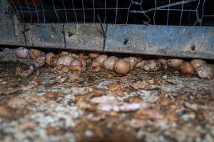 Smashed eggs under stacks - Farm Pride supplies free range and cage free eggs to major supermarkets under their own brand and is also a supplier for Coles brand free range eggs. Their Bears Lagoon farm supplies free range eggs from a system described by The Age as 'intensive free-range farming.'

In these sheds tens of thousands of birds struggle for space in filthy sheds. Hens showed evidence of reproductive illnesses and feather pecking, including missing feathers from their wings and necks. One chicken was filmed with a twisted, deformed leg, while others showed clear signs of being bullied by being pecked by other chickens.

On this farm investigators entered an empty shed where hens had been 'depopulated,' to be taken to slaughter. Two chickens had been left behind and were found huddled in the empty stacks, missing almost all of the feathers from their backs and necks. In another shed hens were found to be laying jelly-like, soft shelled eggs, an indication of nutrition deficiencies and stress. Hens would fight to eat these eggs, a valuable source of calcium in their otherwise deprived diets. 


 - Captured at Farm Pride Bears Lagoon - Site 2, Bears Lagoon VIC Australia.