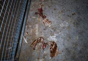 Dismembered hens on shed floor - Farm Pride supplies free range and cage free eggs to major supermarkets under their own brand and is also a supplier for Coles brand free range eggs. Their Bears Lagoon farm supplies free range eggs from a system described by The Age as 'intensive free-range farming.'
In these sheds tens of thousands of birds struggle for space in filthy sheds. Hens showed evidence of reproductive illnesses and feather pecking, including missing feathers from their wings and necks. One chicken was filmed with a twisted, deformed leg, while others showed clear signs of being bullied by being pecked by other chickens.
On this farm investigators entered an empty shed where hens had been 'depopulated,' to be taken to slaughter. Two chickens had been left behind and were found huddled in the empty stacks, missing almost all of the feathers from their backs and necks. In another shed hens were found to be laying jelly-like, soft shelled eggs, an indication of nutrition deficiencies and stress. Hens would fight to eat these eggs, a valuable source of calcium in their otherwise deprived diets.
- Captured at Farm Pride Bears Lagoon - Site 2, Bears Lagoon VIC Australia.
