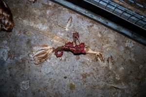 Dismembered hens on shed floor - Farm Pride supplies free range and cage free eggs to major supermarkets under their own brand and is also a supplier for Coles brand free range eggs. Their Bears Lagoon farm supplies free range eggs from a system described by The Age as 'intensive free-range farming.'
In these sheds tens of thousands of birds struggle for space in filthy sheds. Hens showed evidence of reproductive illnesses and feather pecking, including missing feathers from their wings and necks. One chicken was filmed with a twisted, deformed leg, while others showed clear signs of being bullied by being pecked by other chickens.
On this farm investigators entered an empty shed where hens had been 'depopulated,' to be taken to slaughter. Two chickens had been left behind and were found huddled in the empty stacks, missing almost all of the feathers from their backs and necks. In another shed hens were found to be laying jelly-like, soft shelled eggs, an indication of nutrition deficiencies and stress. Hens would fight to eat these eggs, a valuable source of calcium in their otherwise deprived diets.
- Captured at Farm Pride Bears Lagoon - Site 2, Bears Lagoon VIC Australia.