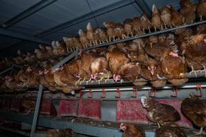 Hens in free-range shed - Farm Pride supplies free range and cage free eggs to major supermarkets under their own brand and is also a supplier for Coles brand free range eggs. Their Bears Lagoon farm supplies free range eggs from a system described by The Age as 'intensive free-range farming.'
In these sheds tens of thousands of birds struggle for space in filthy sheds. Hens showed evidence of reproductive illnesses and feather pecking, including missing feathers from their wings and necks. One chicken was filmed with a twisted, deformed leg, while others showed clear signs of being bullied by being pecked by other chickens.
On this farm investigators entered an empty shed where hens had been 'depopulated,' to be taken to slaughter. Two chickens had been left behind and were found huddled in the empty stacks, missing almost all of the feathers from their backs and necks. In another shed hens were found to be laying jelly-like, soft shelled eggs, an indication of nutrition deficiencies and stress. Hens would fight to eat these eggs, a valuable source of calcium in their otherwise deprived diets. - Captured at Farm Pride Bears Lagoon - Site 1, Bears Lagoon VIC Australia.