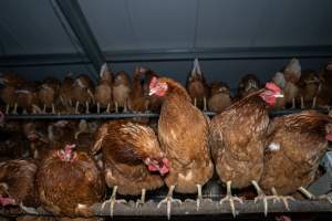 Free-Range Eggs Investigation 2025 - Farm Pride supplies free range and cage free eggs to major supermarkets under their own brand and is also a supplier for Coles brand free range eggs. Their Bears Lagoon farm supplies free range eggs from a system described by The Age as 'intensive free-range farming.'

In these sheds tens of thousands of birds struggle for space in filthy sheds. Hens showed evidence of reproductive illnesses and feather pecking, including missing feathers from their wings and necks. One chicken was filmed with a twisted, deformed leg, while others showed clear signs of being bullied by being pecked by other chickens.

On this farm investigators entered an empty shed where hens had been 'depopulated,' to be taken to slaughter. Two chickens had been left behind and were found huddled in the empty stacks, missing almost all of the feathers from their backs and necks. In another shed hens were found to be laying jelly-like, soft shelled eggs, an indication of nutrition deficiencies and stress. Hens would fight to eat these eggs, a valuable source of calcium in their otherwise deprived diets. - Captured at Farm Pride Bears Lagoon - Site 1, Bears Lagoon VIC Australia.