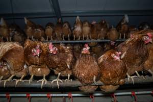 Hens in free-range shed - Farm Pride supplies free range and cage free eggs to major supermarkets under their own brand and is also a supplier for Coles brand free range eggs. Their Bears Lagoon farm supplies free range eggs from a system described by The Age as 'intensive free-range farming.'
In these sheds tens of thousands of birds struggle for space in filthy sheds. Hens showed evidence of reproductive illnesses and feather pecking, including missing feathers from their wings and necks. One chicken was filmed with a twisted, deformed leg, while others showed clear signs of being bullied by being pecked by other chickens.
On this farm investigators entered an empty shed where hens had been 'depopulated,' to be taken to slaughter. Two chickens had been left behind and were found huddled in the empty stacks, missing almost all of the feathers from their backs and necks. In another shed hens were found to be laying jelly-like, soft shelled eggs, an indication of nutrition deficiencies and stress. Hens would fight to eat these eggs, a valuable source of calcium in their otherwise deprived diets. - Captured at Farm Pride Bears Lagoon - Site 1, Bears Lagoon VIC Australia.