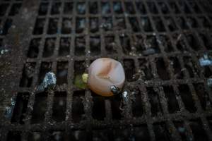 'Jellied' egg in free-range shed - Farm Pride supplies free range and cage free eggs to major supermarkets under their own brand and is also a supplier for Coles brand free range eggs. Their Bears Lagoon farm supplies free range eggs from a system described by The Age as 'intensive free-range farming.'
In these sheds tens of thousands of birds struggle for space in filthy sheds. Hens showed evidence of reproductive illnesses and feather pecking, including missing feathers from their wings and necks. One chicken was filmed with a twisted, deformed leg, while others showed clear signs of being bullied by being pecked by other chickens.
On this farm investigators entered an empty shed where hens had been 'depopulated,' to be taken to slaughter. Two chickens had been left behind and were found huddled in the empty stacks, missing almost all of the feathers from their backs and necks. In another shed hens were found to be laying jelly-like, soft shelled eggs, an indication of nutrition deficiencies and stress. Hens would fight to eat these eggs, a valuable source of calcium in their otherwise deprived diets. - Captured at Farm Pride Bears Lagoon - Site 1, Bears Lagoon VIC Australia.