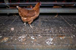 Filthy grating in shed - Farm Pride supplies free range and cage free eggs to major supermarkets under their own brand and is also a supplier for Coles brand free range eggs. Their Bears Lagoon farm supplies free range eggs from a system described by The Age as 'intensive free-range farming.'
In these sheds tens of thousands of birds struggle for space in filthy sheds. Hens showed evidence of reproductive illnesses and feather pecking, including missing feathers from their wings and necks. One chicken was filmed with a twisted, deformed leg, while others showed clear signs of being bullied by being pecked by other chickens.
On this farm investigators entered an empty shed where hens had been 'depopulated,' to be taken to slaughter. Two chickens had been left behind and were found huddled in the empty stacks, missing almost all of the feathers from their backs and necks. In another shed hens were found to be laying jelly-like, soft shelled eggs, an indication of nutrition deficiencies and stress. Hens would fight to eat these eggs, a valuable source of calcium in their otherwise deprived diets. - Captured at Farm Pride Bears Lagoon - Site 1, Bears Lagoon VIC Australia.