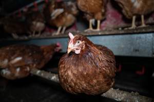 Free-Range Eggs Investigation 2025 - Farm Pride supplies free range and cage free eggs to major supermarkets under their own brand and is also a supplier for Coles brand free range eggs. Their Bears Lagoon farm supplies free range eggs from a system described by The Age as 'intensive free-range farming.'
In these sheds tens of thousands of birds struggle for space in filthy sheds. Hens showed evidence of reproductive illnesses and feather pecking, including missing feathers from their wings and necks. One chicken was filmed with a twisted, deformed leg, while others showed clear signs of being bullied by being pecked by other chickens.
On this farm investigators entered an empty shed where hens had been 'depopulated,' to be taken to slaughter. Two chickens had been left behind and were found huddled in the empty stacks, missing almost all of the feathers from their backs and necks. In another shed hens were found to be laying jelly-like, soft shelled eggs, an indication of nutrition deficiencies and stress. Hens would fight to eat these eggs, a valuable source of calcium in their otherwise deprived diets. - Captured at Farm Pride Bears Lagoon - Site 1, Bears Lagoon VIC Australia.