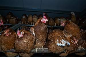 Free-Range Eggs Investigation 2025 - Farm Pride supplies free range and cage free eggs to major supermarkets under their own brand and is also a supplier for Coles brand free range eggs. Their Bears Lagoon farm supplies free range eggs from a system described by The Age as 'intensive free-range farming.'

In these sheds tens of thousands of birds struggle for space in filthy sheds. Hens showed evidence of reproductive illnesses and feather pecking, including missing feathers from their wings and necks. One chicken was filmed with a twisted, deformed leg, while others showed clear signs of being bullied by being pecked by other chickens.

On this farm investigators entered an empty shed where hens had been 'depopulated,' to be taken to slaughter. Two chickens had been left behind and were found huddled in the empty stacks, missing almost all of the feathers from their backs and necks. In another shed hens were found to be laying jelly-like, soft shelled eggs, an indication of nutrition deficiencies and stress. Hens would fight to eat these eggs, a valuable source of calcium in their otherwise deprived diets. - Captured at Farm Pride Bears Lagoon - Site 1, Bears Lagoon VIC Australia.