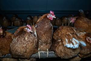 Free-Range Eggs Investigation 2025 - Farm Pride supplies free range and cage free eggs to major supermarkets under their own brand and is also a supplier for Coles brand free range eggs. Their Bears Lagoon farm supplies free range eggs from a system described by The Age as 'intensive free-range farming.'

In these sheds tens of thousands of birds struggle for space in filthy sheds. Hens showed evidence of reproductive illnesses and feather pecking, including missing feathers from their wings and necks. One chicken was filmed with a twisted, deformed leg, while others showed clear signs of being bullied by being pecked by other chickens.

On this farm investigators entered an empty shed where hens had been 'depopulated,' to be taken to slaughter. Two chickens had been left behind and were found huddled in the empty stacks, missing almost all of the feathers from their backs and necks. In another shed hens were found to be laying jelly-like, soft shelled eggs, an indication of nutrition deficiencies and stress. Hens would fight to eat these eggs, a valuable source of calcium in their otherwise deprived diets. - Captured at Farm Pride Bears Lagoon - Site 1, Bears Lagoon VIC Australia.