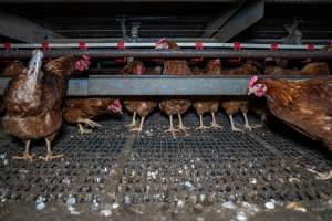 Hens at feeder - Farm Pride supplies free range and cage free eggs to major supermarkets under their own brand and is also a supplier for Coles brand free range eggs. Their Bears Lagoon farm supplies free range eggs from a system described by The Age as 'intensive free-range farming.'

In these sheds tens of thousands of birds struggle for space in filthy sheds. Hens showed evidence of reproductive illnesses and feather pecking, including missing feathers from their wings and necks. One chicken was filmed with a twisted, deformed leg, while others showed clear signs of being bullied by being pecked by other chickens.

On this farm investigators entered an empty shed where hens had been 'depopulated,' to be taken to slaughter. Two chickens had been left behind and were found huddled in the empty stacks, missing almost all of the feathers from their backs and necks. In another shed hens were found to be laying jelly-like, soft shelled eggs, an indication of nutrition deficiencies and stress. Hens would fight to eat these eggs, a valuable source of calcium in their otherwise deprived diets. - Captured at Farm Pride Bears Lagoon - Site 1, Bears Lagoon VIC Australia.