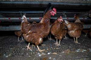 Free-Range Eggs Investigation 2025 - Farm Pride supplies free range and cage free eggs to major supermarkets under their own brand and is also a supplier for Coles brand free range eggs. Their Bears Lagoon farm supplies free range eggs from a system described by The Age as 'intensive free-range farming.'

In these sheds tens of thousands of birds struggle for space in filthy sheds. Hens showed evidence of reproductive illnesses and feather pecking, including missing feathers from their wings and necks. One chicken was filmed with a twisted, deformed leg, while others showed clear signs of being bullied by being pecked by other chickens.

On this farm investigators entered an empty shed where hens had been 'depopulated,' to be taken to slaughter. Two chickens had been left behind and were found huddled in the empty stacks, missing almost all of the feathers from their backs and necks. In another shed hens were found to be laying jelly-like, soft shelled eggs, an indication of nutrition deficiencies and stress. Hens would fight to eat these eggs, a valuable source of calcium in their otherwise deprived diets. - Captured at Farm Pride Bears Lagoon - Site 1, Bears Lagoon VIC Australia.