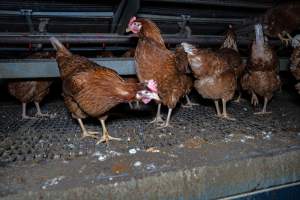 Free-Range Eggs Investigation 2025 - Farm Pride supplies free range and cage free eggs to major supermarkets under their own brand and is also a supplier for Coles brand free range eggs. Their Bears Lagoon farm supplies free range eggs from a system described by The Age as 'intensive free-range farming.'

In these sheds tens of thousands of birds struggle for space in filthy sheds. Hens showed evidence of reproductive illnesses and feather pecking, including missing feathers from their wings and necks. One chicken was filmed with a twisted, deformed leg, while others showed clear signs of being bullied by being pecked by other chickens.

On this farm investigators entered an empty shed where hens had been 'depopulated,' to be taken to slaughter. Two chickens had been left behind and were found huddled in the empty stacks, missing almost all of the feathers from their backs and necks. In another shed hens were found to be laying jelly-like, soft shelled eggs, an indication of nutrition deficiencies and stress. Hens would fight to eat these eggs, a valuable source of calcium in their otherwise deprived diets. - Captured at Farm Pride Bears Lagoon - Site 1, Bears Lagoon VIC Australia.