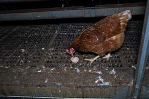 Hen pecking at soft egg - Farm Pride supplies free range and cage free eggs to major supermarkets under their own brand and is also a supplier for Coles brand free range eggs. Their Bears Lagoon farm supplies free range eggs from a system described by The Age as 'intensive free-range farming.'

In these sheds tens of thousands of birds struggle for space in filthy sheds. Hens showed evidence of reproductive illnesses and feather pecking, including missing feathers from their wings and necks. One chicken was filmed with a twisted, deformed leg, while others showed clear signs of being bullied by being pecked by other chickens.

On this farm investigators entered an empty shed where hens had been 'depopulated,' to be taken to slaughter. Two chickens had been left behind and were found huddled in the empty stacks, missing almost all of the feathers from their backs and necks. In another shed hens were found to be laying jelly-like, soft shelled eggs, an indication of nutrition deficiencies and stress. Hens would fight to eat these eggs, a valuable source of calcium in their otherwise deprived diets. - Captured at Farm Pride Bears Lagoon - Site 1, Bears Lagoon VIC Australia.