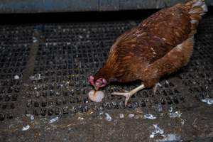 Hen pecking at soft egg - Farm Pride supplies free range and cage free eggs to major supermarkets under their own brand and is also a supplier for Coles brand free range eggs. Their Bears Lagoon farm supplies free range eggs from a system described by The Age as 'intensive free-range farming.'

In these sheds tens of thousands of birds struggle for space in filthy sheds. Hens showed evidence of reproductive illnesses and feather pecking, including missing feathers from their wings and necks. One chicken was filmed with a twisted, deformed leg, while others showed clear signs of being bullied by being pecked by other chickens.

On this farm investigators entered an empty shed where hens had been 'depopulated,' to be taken to slaughter. Two chickens had been left behind and were found huddled in the empty stacks, missing almost all of the feathers from their backs and necks. In another shed hens were found to be laying jelly-like, soft shelled eggs, an indication of nutrition deficiencies and stress. Hens would fight to eat these eggs, a valuable source of calcium in their otherwise deprived diets. - Captured at Farm Pride Bears Lagoon - Site 1, Bears Lagoon VIC Australia.