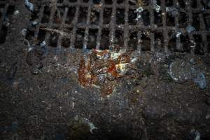 Faeces with blood - Farm Pride supplies free range and cage free eggs to major supermarkets under their own brand and is also a supplier for Coles brand free range eggs. Their Bears Lagoon farm supplies free range eggs from a system described by The Age as 'intensive free-range farming.'

In these sheds tens of thousands of birds struggle for space in filthy sheds. Hens showed evidence of reproductive illnesses and feather pecking, including missing feathers from their wings and necks. One chicken was filmed with a twisted, deformed leg, while others showed clear signs of being bullied by being pecked by other chickens.

On this farm investigators entered an empty shed where hens had been 'depopulated,' to be taken to slaughter. Two chickens had been left behind and were found huddled in the empty stacks, missing almost all of the feathers from their backs and necks. In another shed hens were found to be laying jelly-like, soft shelled eggs, an indication of nutrition deficiencies and stress. Hens would fight to eat these eggs, a valuable source of calcium in their otherwise deprived diets. - Captured at Farm Pride Bears Lagoon - Site 1, Bears Lagoon VIC Australia.