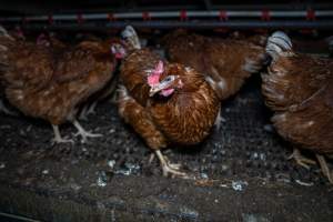 Free-Range Eggs Investigation 2025 - Farm Pride supplies free range and cage free eggs to major supermarkets under their own brand and is also a supplier for Coles brand free range eggs. Their Bears Lagoon farm supplies free range eggs from a system described by The Age as 'intensive free-range farming.'
In these sheds tens of thousands of birds struggle for space in filthy sheds. Hens showed evidence of reproductive illnesses and feather pecking, including missing feathers from their wings and necks. One chicken was filmed with a twisted, deformed leg, while others showed clear signs of being bullied by being pecked by other chickens.
On this farm investigators entered an empty shed where hens had been 'depopulated,' to be taken to slaughter. Two chickens had been left behind and were found huddled in the empty stacks, missing almost all of the feathers from their backs and necks. In another shed hens were found to be laying jelly-like, soft shelled eggs, an indication of nutrition deficiencies and stress. Hens would fight to eat these eggs, a valuable source of calcium in their otherwise deprived diets. - Captured at Farm Pride Bears Lagoon - Site 1, Bears Lagoon VIC Australia.