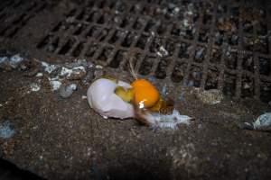 Broken egg in shed - Farm Pride supplies free range and cage free eggs to major supermarkets under their own brand and is also a supplier for Coles brand free range eggs. Their Bears Lagoon farm supplies free range eggs from a system described by The Age as 'intensive free-range farming.'
In these sheds tens of thousands of birds struggle for space in filthy sheds. Hens showed evidence of reproductive illnesses and feather pecking, including missing feathers from their wings and necks. One chicken was filmed with a twisted, deformed leg, while others showed clear signs of being bullied by being pecked by other chickens.
On this farm investigators entered an empty shed where hens had been 'depopulated,' to be taken to slaughter. Two chickens had been left behind and were found huddled in the empty stacks, missing almost all of the feathers from their backs and necks. In another shed hens were found to be laying jelly-like, soft shelled eggs, an indication of nutrition deficiencies and stress. Hens would fight to eat these eggs, a valuable source of calcium in their otherwise deprived diets. - Captured at Farm Pride Bears Lagoon - Site 1, Bears Lagoon VIC Australia.