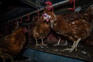 Hen with pale, floppy comb - Farm Pride supplies free range and cage free eggs to major supermarkets under their own brand and is also a supplier for Coles brand free range eggs. Their Bears Lagoon farm supplies free range eggs from a system described by The Age as 'intensive free-range farming.'

In these sheds tens of thousands of birds struggle for space in filthy sheds. Hens showed evidence of reproductive illnesses and feather pecking, including missing feathers from their wings and necks. One chicken was filmed with a twisted, deformed leg, while others showed clear signs of being bullied by being pecked by other chickens.

On this farm investigators entered an empty shed where hens had been 'depopulated,' to be taken to slaughter. Two chickens had been left behind and were found huddled in the empty stacks, missing almost all of the feathers from their backs and necks. In another shed hens were found to be laying jelly-like, soft shelled eggs, an indication of nutrition deficiencies and stress. Hens would fight to eat these eggs, a valuable source of calcium in their otherwise deprived diets. - Captured at Farm Pride Bears Lagoon - Site 1, Bears Lagoon VIC Australia.