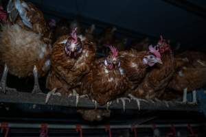 Free-Range Eggs Investigation 2025 - Farm Pride supplies free range and cage free eggs to major supermarkets under their own brand and is also a supplier for Coles brand free range eggs. Their Bears Lagoon farm supplies free range eggs from a system described by The Age as 'intensive free-range farming.'

In these sheds tens of thousands of birds struggle for space in filthy sheds. Hens showed evidence of reproductive illnesses and feather pecking, including missing feathers from their wings and necks. One chicken was filmed with a twisted, deformed leg, while others showed clear signs of being bullied by being pecked by other chickens.

On this farm investigators entered an empty shed where hens had been 'depopulated,' to be taken to slaughter. Two chickens had been left behind and were found huddled in the empty stacks, missing almost all of the feathers from their backs and necks. In another shed hens were found to be laying jelly-like, soft shelled eggs, an indication of nutrition deficiencies and stress. Hens would fight to eat these eggs, a valuable source of calcium in their otherwise deprived diets. - Captured at Farm Pride Bears Lagoon - Site 1, Bears Lagoon VIC Australia.