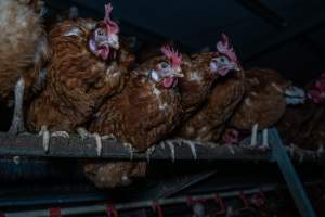 Free-Range Eggs Investigation 2025 - Farm Pride supplies free range and cage free eggs to major supermarkets under their own brand and is also a supplier for Coles brand free range eggs. Their Bears Lagoon farm supplies free range eggs from a system described by The Age as 'intensive free-range farming.'
In these sheds tens of thousands of birds struggle for space in filthy sheds. Hens showed evidence of reproductive illnesses and feather pecking, including missing feathers from their wings and necks. One chicken was filmed with a twisted, deformed leg, while others showed clear signs of being bullied by being pecked by other chickens.
On this farm investigators entered an empty shed where hens had been 'depopulated,' to be taken to slaughter. Two chickens had been left behind and were found huddled in the empty stacks, missing almost all of the feathers from their backs and necks. In another shed hens were found to be laying jelly-like, soft shelled eggs, an indication of nutrition deficiencies and stress. Hens would fight to eat these eggs, a valuable source of calcium in their otherwise deprived diets. - Captured at Farm Pride Bears Lagoon - Site 1, Bears Lagoon VIC Australia.