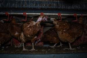 Hen with missing feathers - Farm Pride supplies free range and cage free eggs to major supermarkets under their own brand and is also a supplier for Coles brand free range eggs. Their Bears Lagoon farm supplies free range eggs from a system described by The Age as 'intensive free-range farming.'

In these sheds tens of thousands of birds struggle for space in filthy sheds. Hens showed evidence of reproductive illnesses and feather pecking, including missing feathers from their wings and necks. One chicken was filmed with a twisted, deformed leg, while others showed clear signs of being bullied by being pecked by other chickens.

On this farm investigators entered an empty shed where hens had been 'depopulated,' to be taken to slaughter. Two chickens had been left behind and were found huddled in the empty stacks, missing almost all of the feathers from their backs and necks. In another shed hens were found to be laying jelly-like, soft shelled eggs, an indication of nutrition deficiencies and stress. Hens would fight to eat these eggs, a valuable source of calcium in their otherwise deprived diets. - Captured at Farm Pride Bears Lagoon - Site 1, Bears Lagoon VIC Australia.