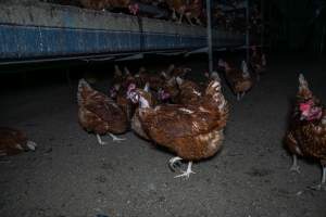 Hen with missing feathers - Farm Pride supplies free range and cage free eggs to major supermarkets under their own brand and is also a supplier for Coles brand free range eggs. Their Bears Lagoon farm supplies free range eggs from a system described by The Age as 'intensive free-range farming.'

In these sheds tens of thousands of birds struggle for space in filthy sheds. Hens showed evidence of reproductive illnesses and feather pecking, including missing feathers from their wings and necks. One chicken was filmed with a twisted, deformed leg, while others showed clear signs of being bullied by being pecked by other chickens.

On this farm investigators entered an empty shed where hens had been 'depopulated,' to be taken to slaughter. Two chickens had been left behind and were found huddled in the empty stacks, missing almost all of the feathers from their backs and necks. In another shed hens were found to be laying jelly-like, soft shelled eggs, an indication of nutrition deficiencies and stress. Hens would fight to eat these eggs, a valuable source of calcium in their otherwise deprived diets. - Captured at Farm Pride Bears Lagoon - Site 1, Bears Lagoon VIC Australia.