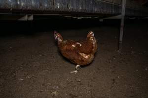 Free-Range Eggs Investigation 2025 - Farm Pride supplies free range and cage free eggs to major supermarkets under their own brand and is also a supplier for Coles brand free range eggs. Their Bears Lagoon farm supplies free range eggs from a system described by The Age as 'intensive free-range farming.'
In these sheds tens of thousands of birds struggle for space in filthy sheds. Hens showed evidence of reproductive illnesses and feather pecking, including missing feathers from their wings and necks. One chicken was filmed with a twisted, deformed leg, while others showed clear signs of being bullied by being pecked by other chickens.
On this farm investigators entered an empty shed where hens had been 'depopulated,' to be taken to slaughter. Two chickens had been left behind and were found huddled in the empty stacks, missing almost all of the feathers from their backs and necks. In another shed hens were found to be laying jelly-like, soft shelled eggs, an indication of nutrition deficiencies and stress. Hens would fight to eat these eggs, a valuable source of calcium in their otherwise deprived diets. - Captured at Farm Pride Bears Lagoon - Site 1, Bears Lagoon VIC Australia.