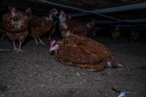 Hen lying under stacks in free-range shed - Farm Pride supplies free range and cage free eggs to major supermarkets under their own brand and is also a supplier for Coles brand free range eggs. Their Bears Lagoon farm supplies free range eggs from a system described by The Age as 'intensive free-range farming.'

In these sheds tens of thousands of birds struggle for space in filthy sheds. Hens showed evidence of reproductive illnesses and feather pecking, including missing feathers from their wings and necks. One chicken was filmed with a twisted, deformed leg, while others showed clear signs of being bullied by being pecked by other chickens.

On this farm investigators entered an empty shed where hens had been 'depopulated,' to be taken to slaughter. Two chickens had been left behind and were found huddled in the empty stacks, missing almost all of the feathers from their backs and necks. In another shed hens were found to be laying jelly-like, soft shelled eggs, an indication of nutrition deficiencies and stress. Hens would fight to eat these eggs, a valuable source of calcium in their otherwise deprived diets. - Captured at Farm Pride Bears Lagoon - Site 1, Bears Lagoon VIC Australia.